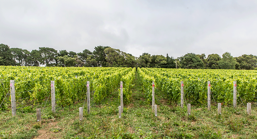 Ten Minutes by Tractor Vineyard 